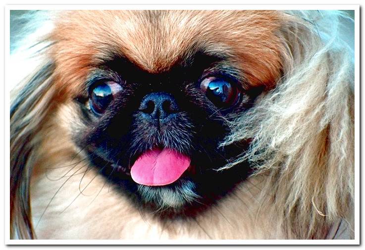 face-of-a-pekingese-dog