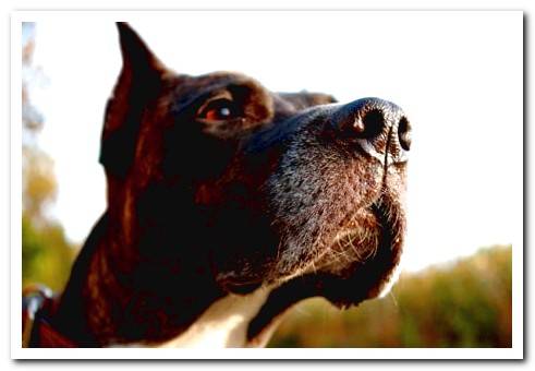 dog sniffing with his nose