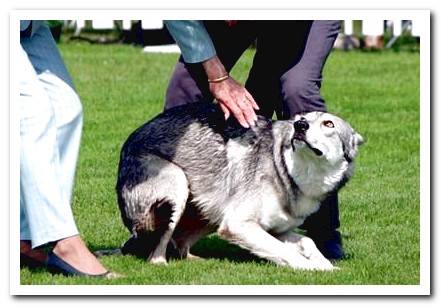 dog that eats feces for fear of punishment