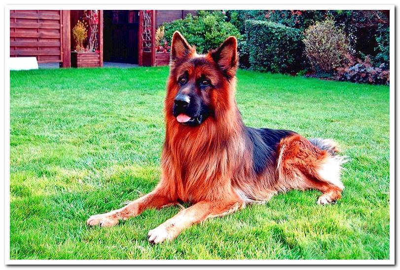 female-shepherd-german-long-haired