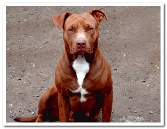 amercian pitbull red nose