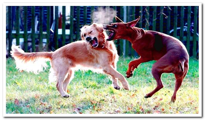 fighting dogs