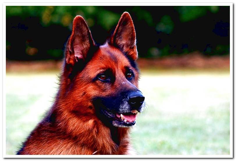 german-shepherd-of-fire-color