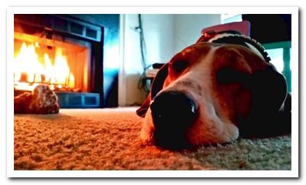 quiet dog resting