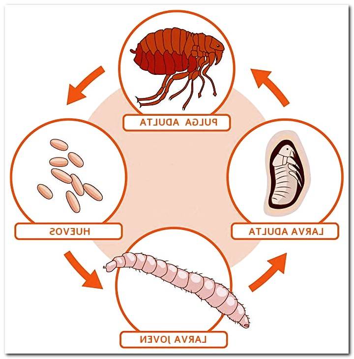 flea-cycle