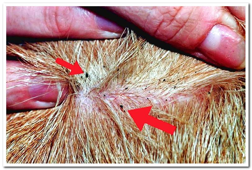 flea-droppings-in-the-hair-of-a-dog
