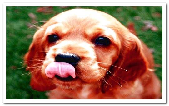 Cocker Spaniel sticking out his tongue