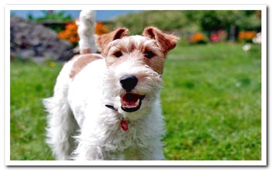 fox terrier hunting dog