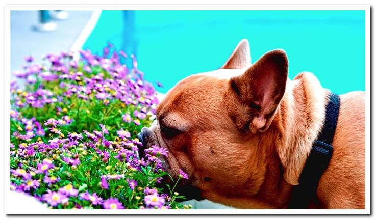 french-bulldog-smelling-some-flowers