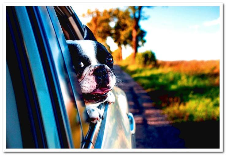 french-bulldog-traveling-by-car