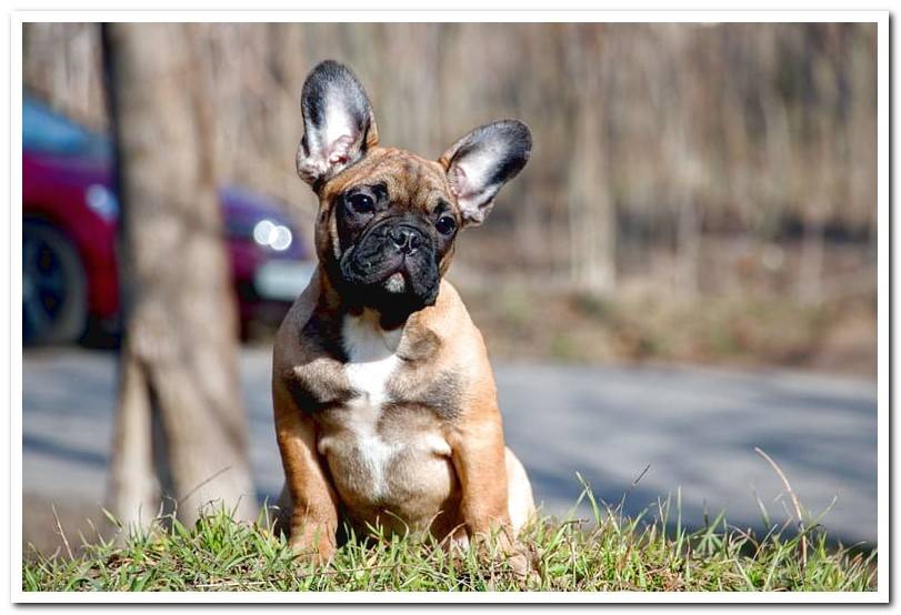 french-bulldog-waiting-for-its-owner