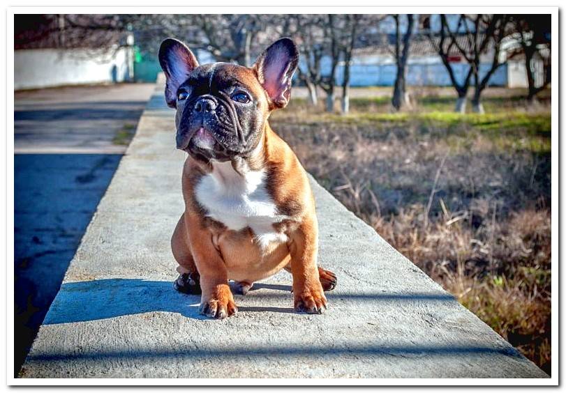 french-bulldog