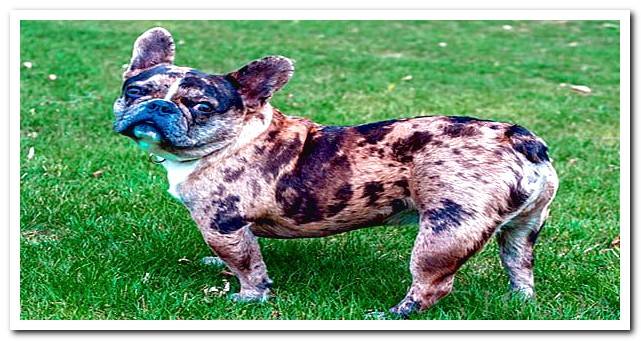 Tabby french bulldog