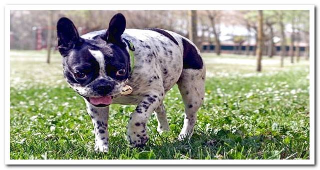 White French Bulldog with black spots walking in the park