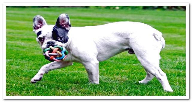 French bulldog playing wi
th a dog toy