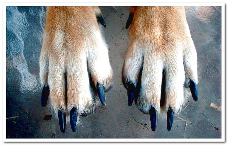 front-paws-of-a-dog-and-its-nails