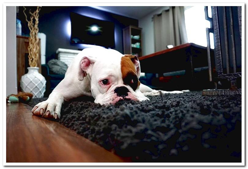 frustrated-dog-on-the-carpet