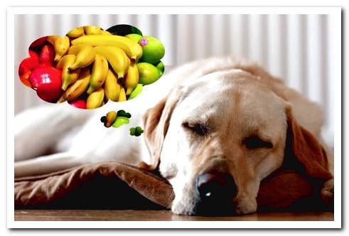 dog and fruit