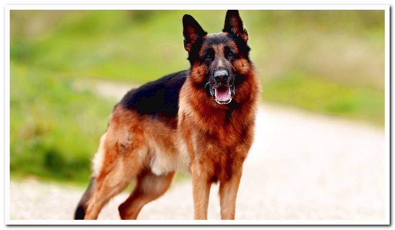 full-body-german-shepherd