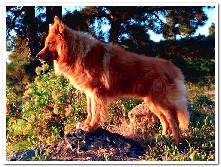 shepherd-garafiano-in-the-mountain