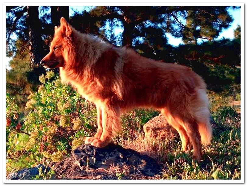 shepherd-garafiano-in-the-mountain