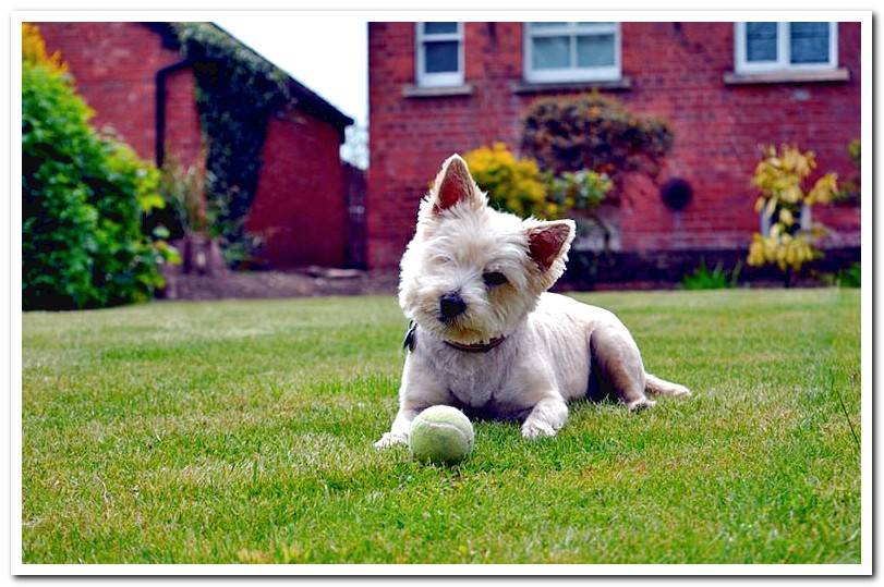 garden-with-dog