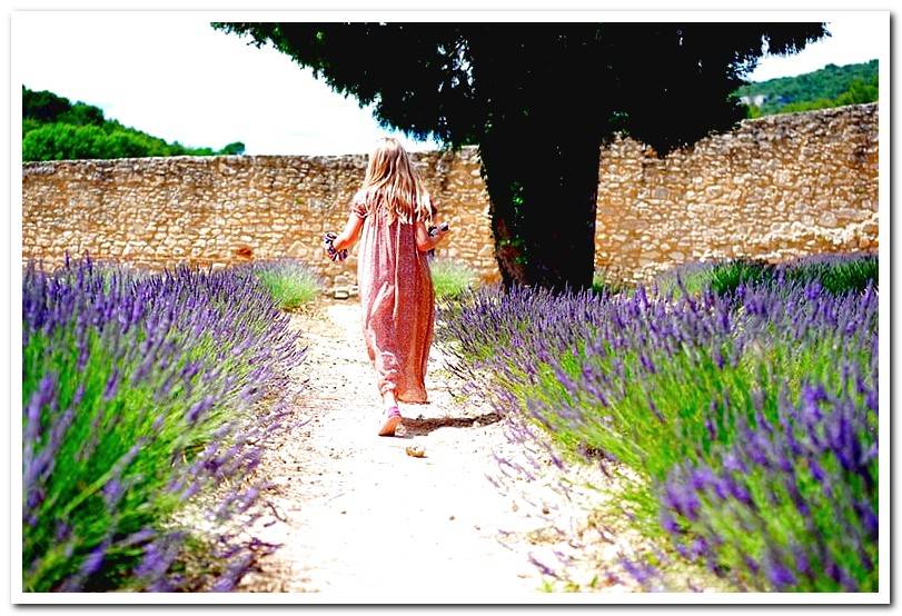 garden-with-lavender