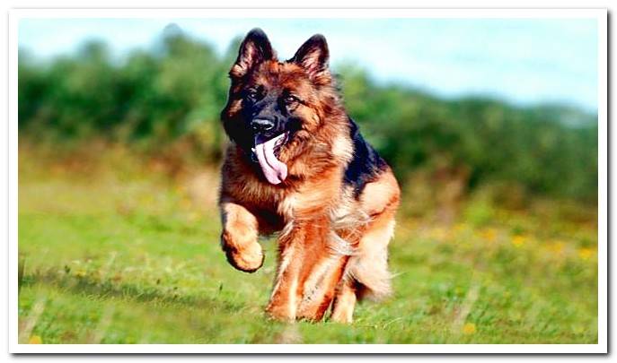 german sheepdog