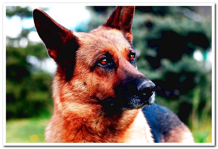 German shepherd