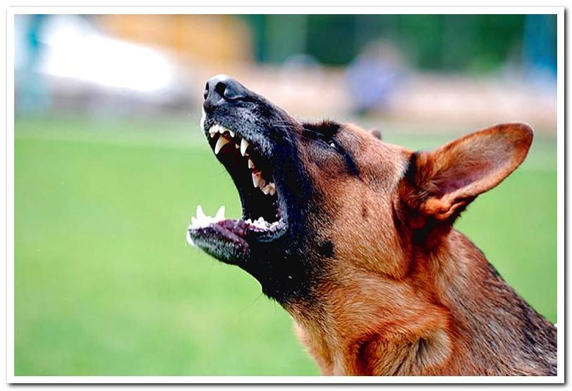 dog-german-shepherd-barking