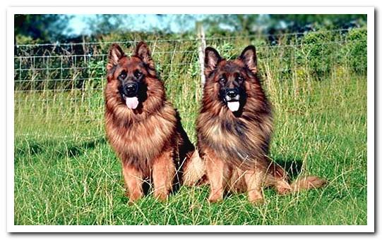 long haired german sheepdog