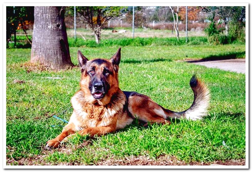 german-shepherd-lying-on-the-grass