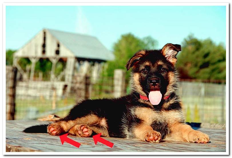 german-shepherd-puppy-with-dermatitis-on-hind-legs