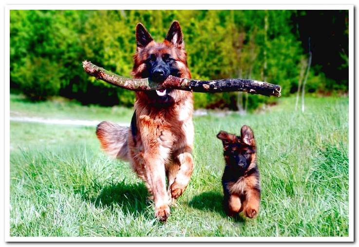 german-shepherd-running-next-to-puppy