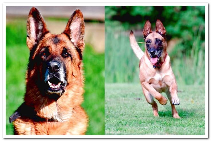 german-shepherd-vs-belgian