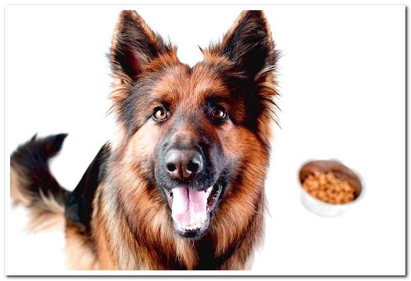 german-shepherd-with-a-bowl-of-food-nfnatcane