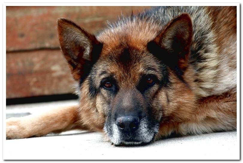 german-shepherd-with-gray-hairs-in-the-muzzle