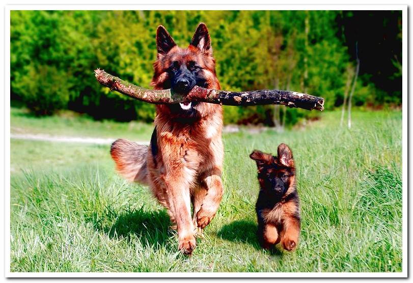 german-shepherd-with-his-puppy