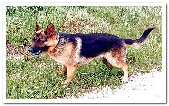 German shepherd dog