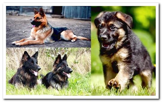 german shepherds