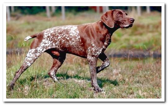 german shorthaired pointer dog