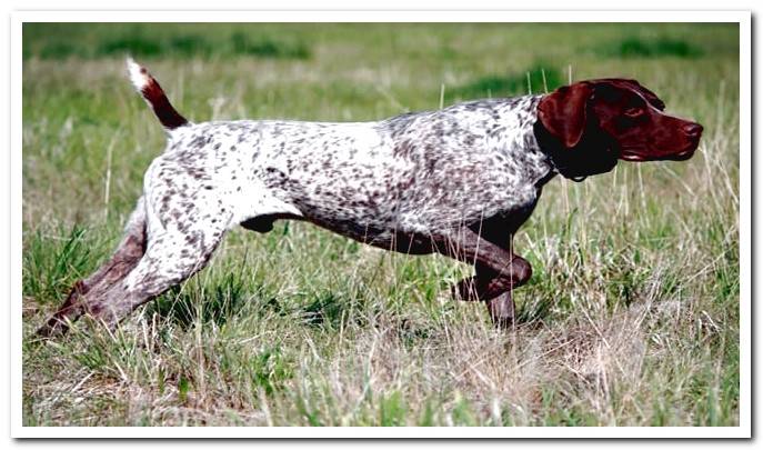 german shorthaired pointer hunting