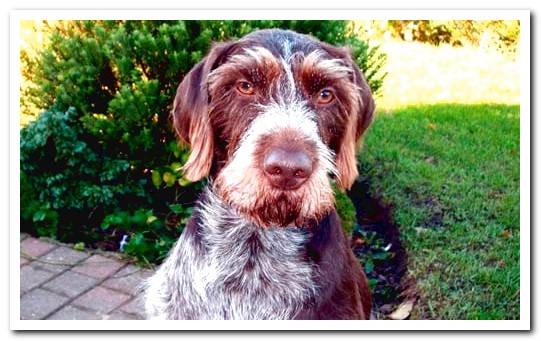 german shorthaired pointer