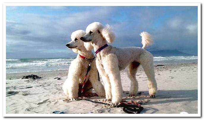 Giant Poodle - Character and care