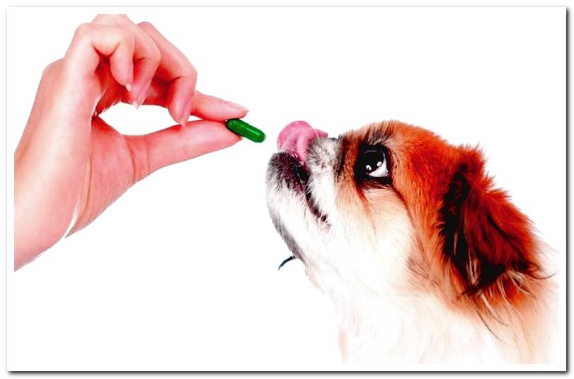 giving-a-deworming-pill-to-a-dog