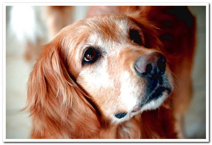 dog-golden-retriever