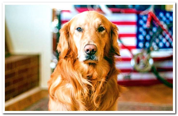 golden-retriever-paying-attention