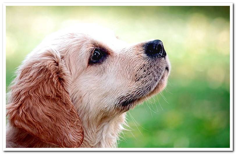 golden-retriever-puppy