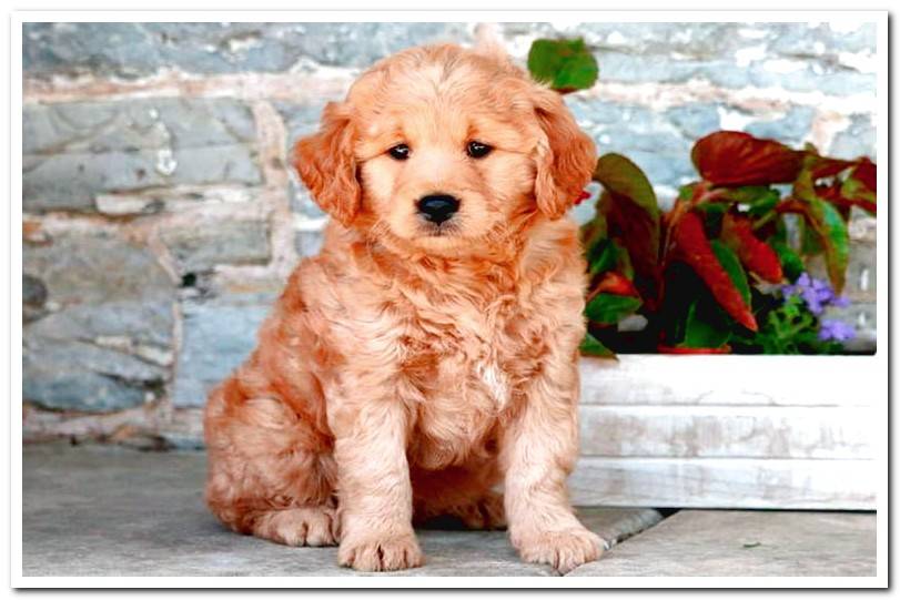 goldendoodle-puppy