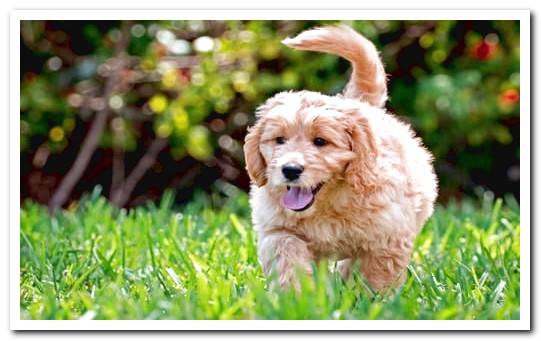 goldendoodle dog